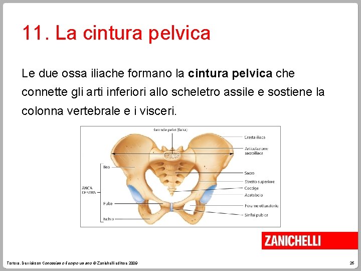 11. La cintura pelvica Le due ossa iliache formano la cintura pelvica che connette