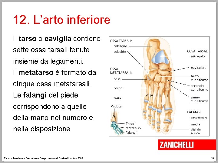 12. L’arto inferiore Il tarso o caviglia contiene sette ossa tarsali tenute insieme da