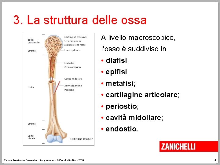 3. La struttura delle ossa A livello macroscopico, l’osso è suddiviso in • diafisi;