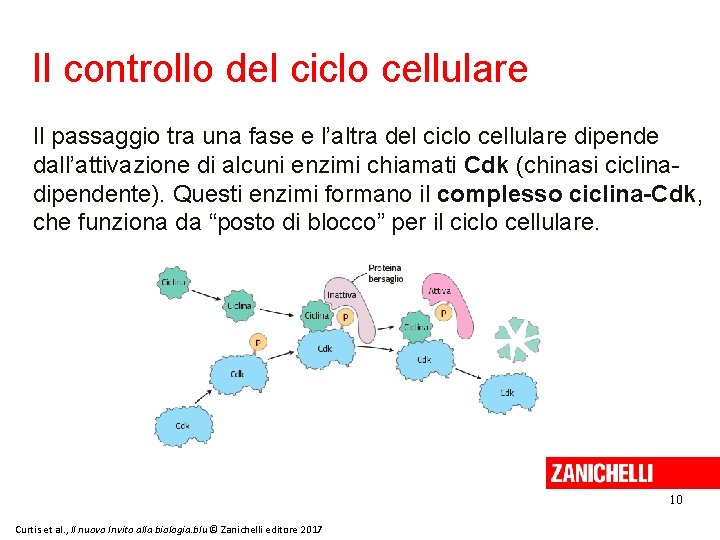 Il controllo del ciclo cellulare Il passaggio tra una fase e l’altra del ciclo