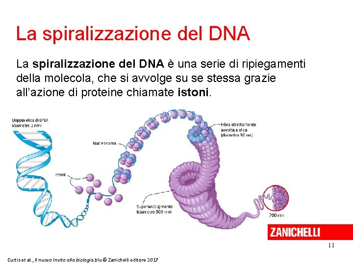 La spiralizzazione del DNA è una serie di ripiegamenti della molecola, che si avvolge