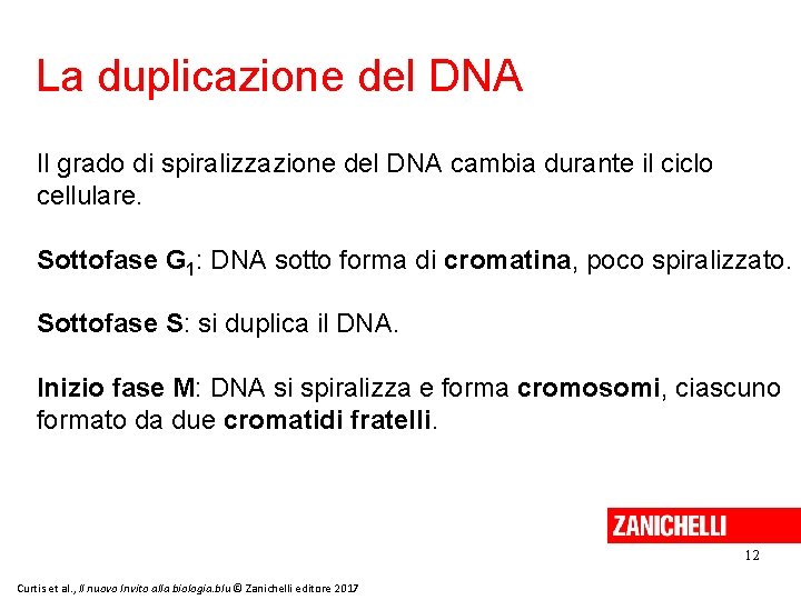 La duplicazione del DNA Il grado di spiralizzazione del DNA cambia durante il ciclo