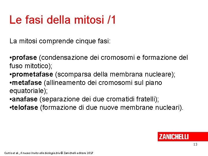 Le fasi della mitosi /1 La mitosi comprende cinque fasi: • profase (condensazione dei