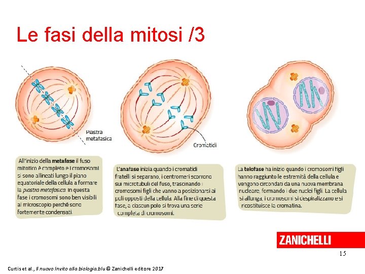 Le fasi della mitosi /3 15 Curtis et al. , Il nuovo Invito alla