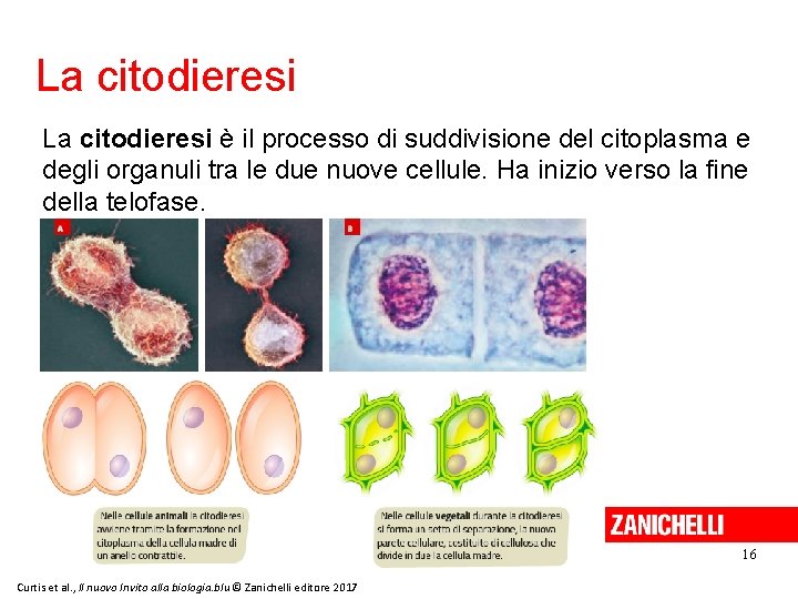 La citodieresi è il processo di suddivisione del citoplasma e degli organuli tra le