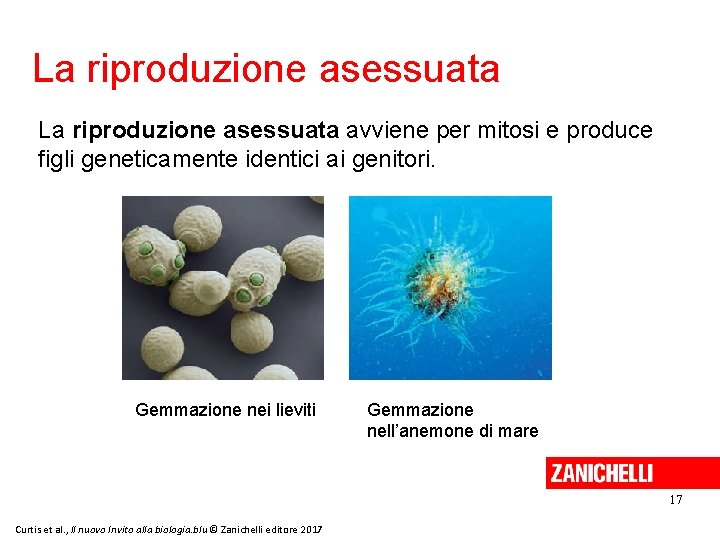 La riproduzione asessuata avviene per mitosi e produce figli geneticamente identici ai genitori. Gemmazione