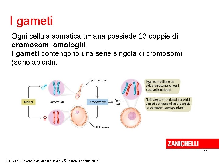 I gameti Ogni cellula somatica umana possiede 23 coppie di cromosomi omologhi. I gameti