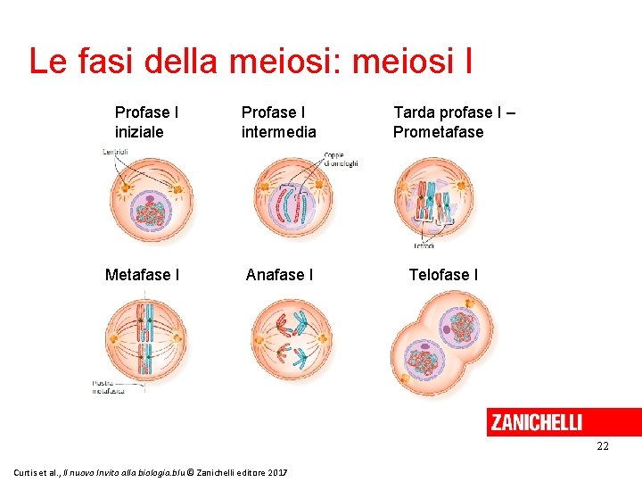 Le fasi della meiosi: meiosi I Profase I iniziale Profase I intermedia Metafase I