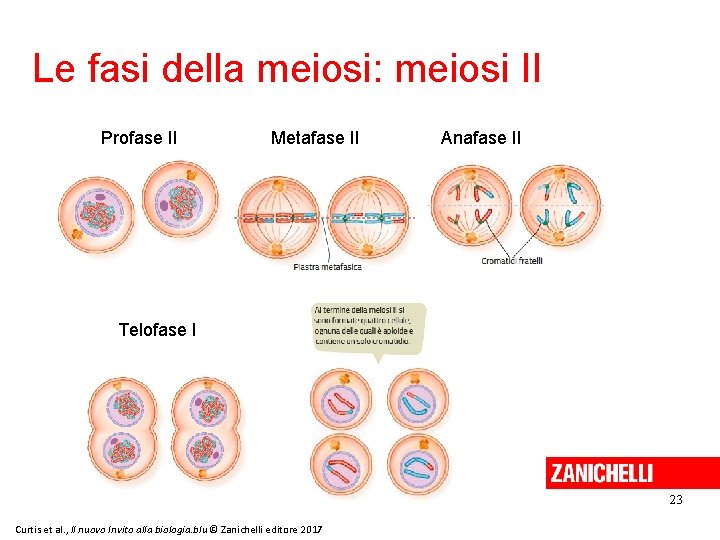 Le fasi della meiosi: meiosi II Profase II Metafase II Anafase II Telofase I