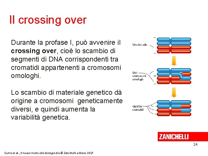 Il crossing over Durante la profase I, può avvenire il crossing over, cioè lo