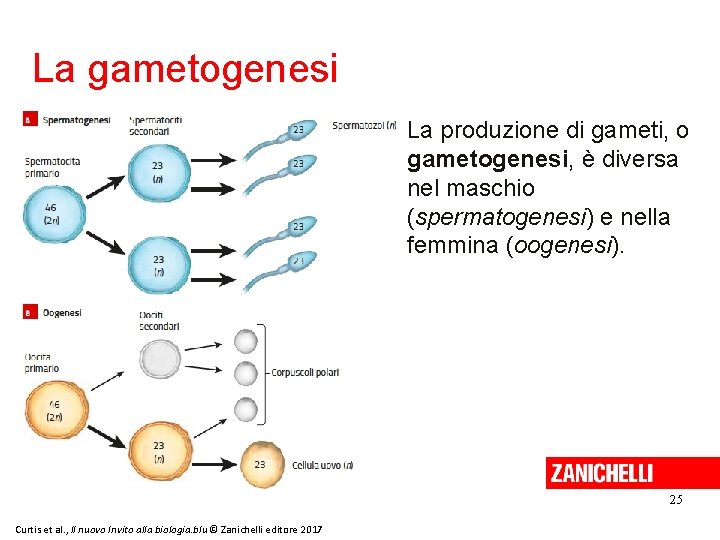 La gametogenesi La produzione di gameti, o gametogenesi, è diversa nel maschio (spermatogenesi) e