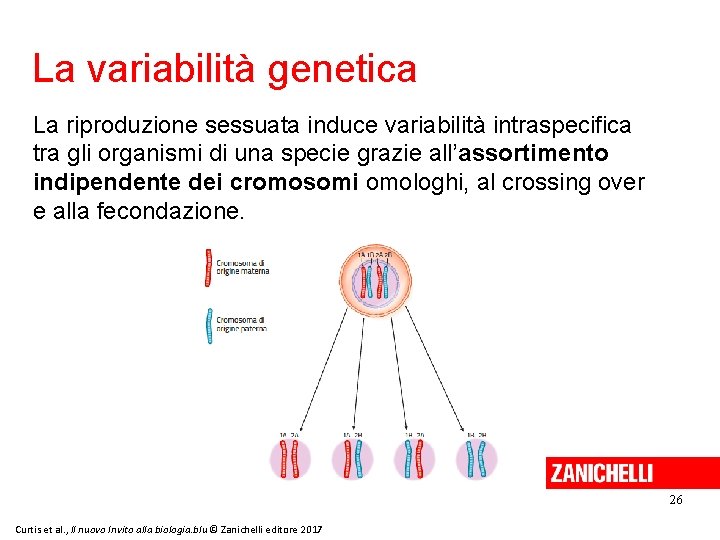 La variabilità genetica La riproduzione sessuata induce variabilità intraspecifica tra gli organismi di una