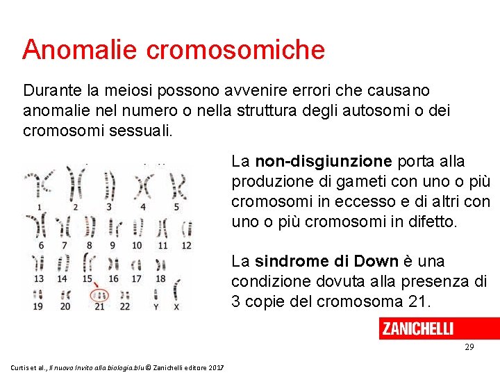 Anomalie cromosomiche Durante la meiosi possono avvenire errori che causano anomalie nel numero o