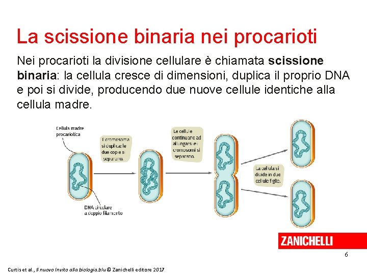 La scissione binaria nei procarioti Nei procarioti la divisione cellulare è chiamata scissione binaria: