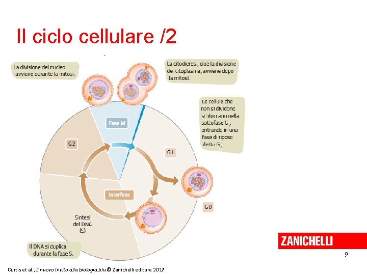 Il ciclo cellulare /2 9 Curtis et al. , Il nuovo Invito alla biologia.