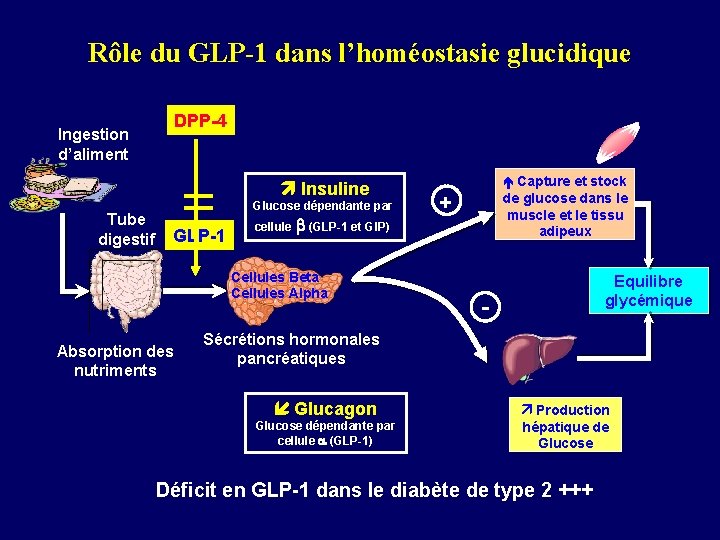 Rôle du GLP-1 dans l’homéostasie glucidique DPP-4 Ingestion d’aliment Insuline Tube digestif Glucose dépendante
