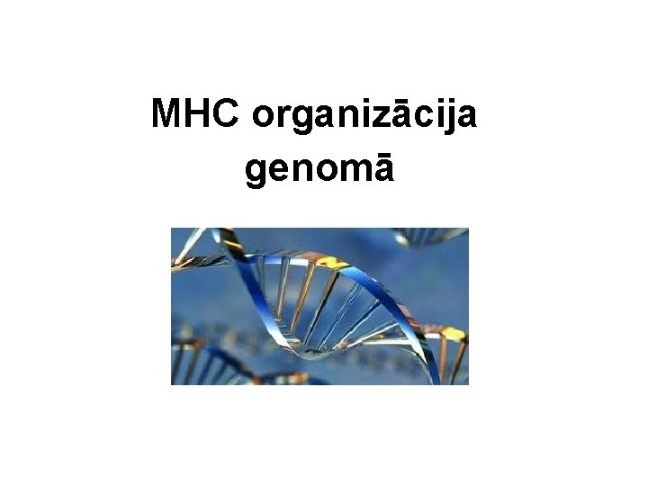 MHC organizācija genomā 