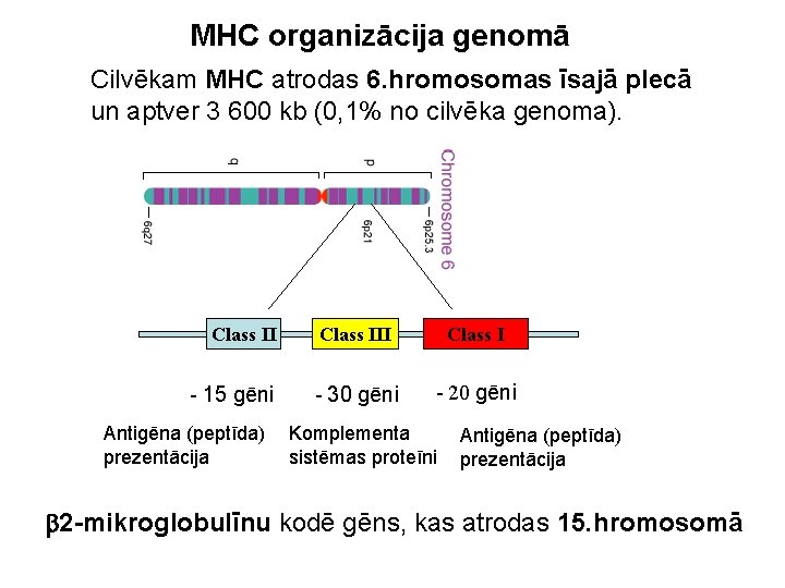 MHC organizācija genomā Cilvēkam MHC atrodas 6. hromosomas īsajā plecā un aptver 3 600