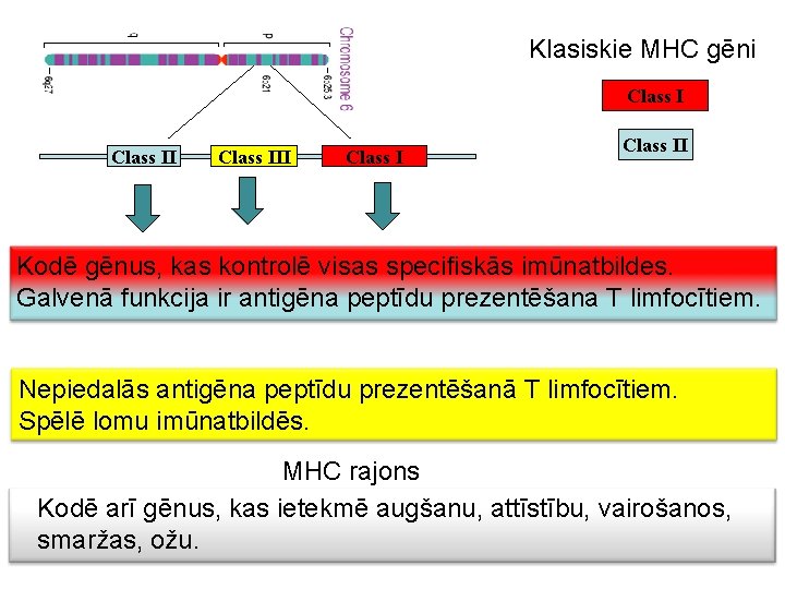 Klasiskie MHC gēni Class III Class II Kodē gēnus, kas kontrolē visas specifiskās imūnatbildes.