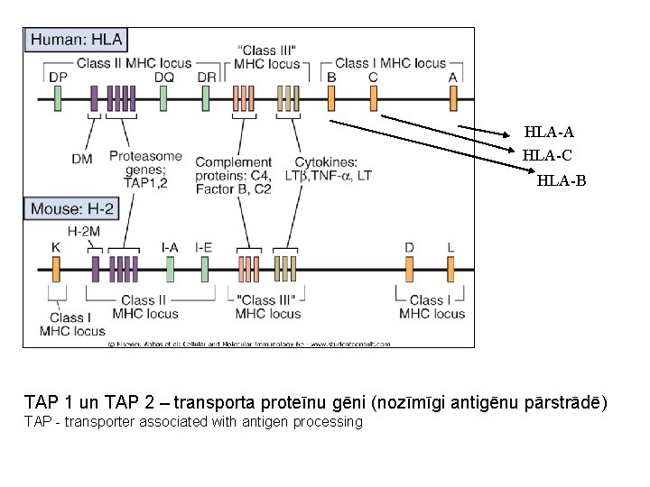 HLA-A HLA-C HLA-B TAP 1 un TAP 2 – transporta proteīnu gēni (nozīmīgi antigēnu