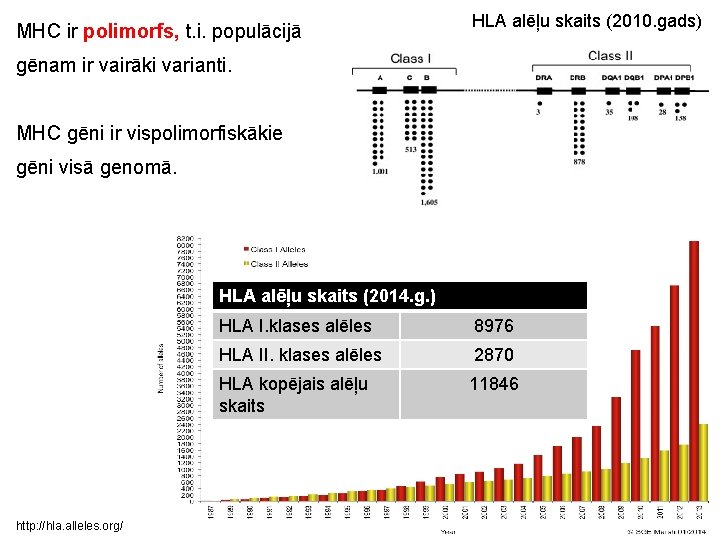 MHC ir polimorfs, t. i. populācijā HLA alēļu skaits (2010. gads) gēnam ir vairāki