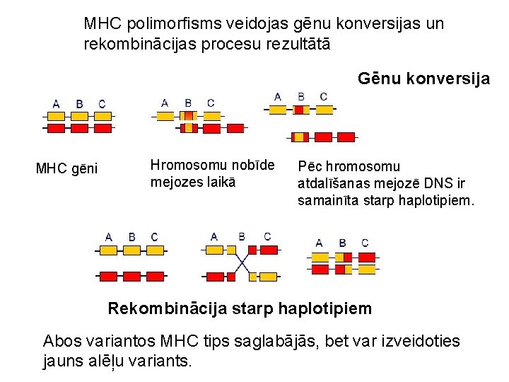 MHC polimorfisms veidojas gēnu konversijas un rekombinācijas procesu rezultātā Gēnu konversija MHC gēni Hromosomu