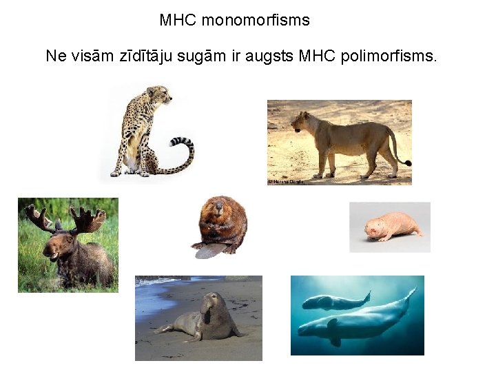 MHC monomorfisms Ne visām zīdītāju sugām ir augsts MHC polimorfisms. 