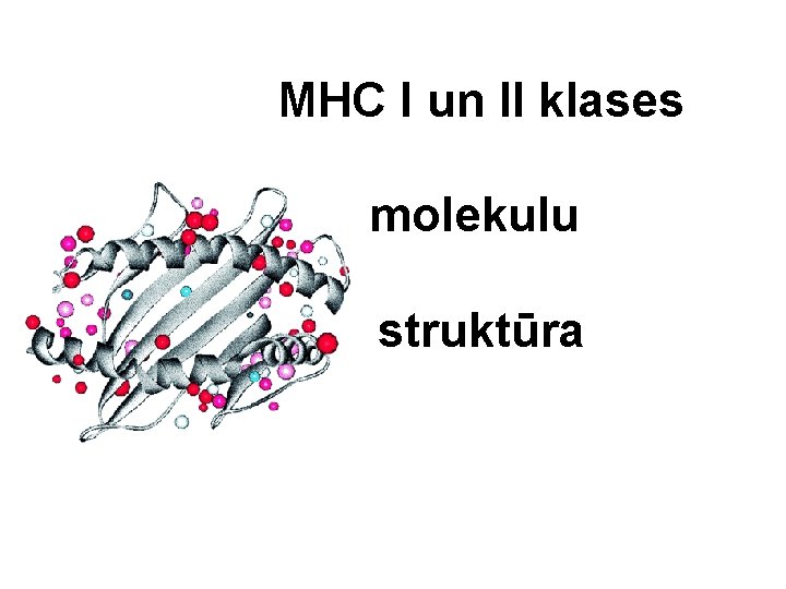 MHC I un II klases molekulu struktūra 