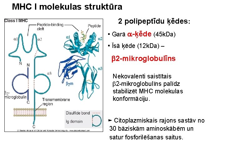 MHC I molekulas struktūra 2 polipeptīdu ķēdes: ▪ Garā a-ķēde (45 k. Da) ▪