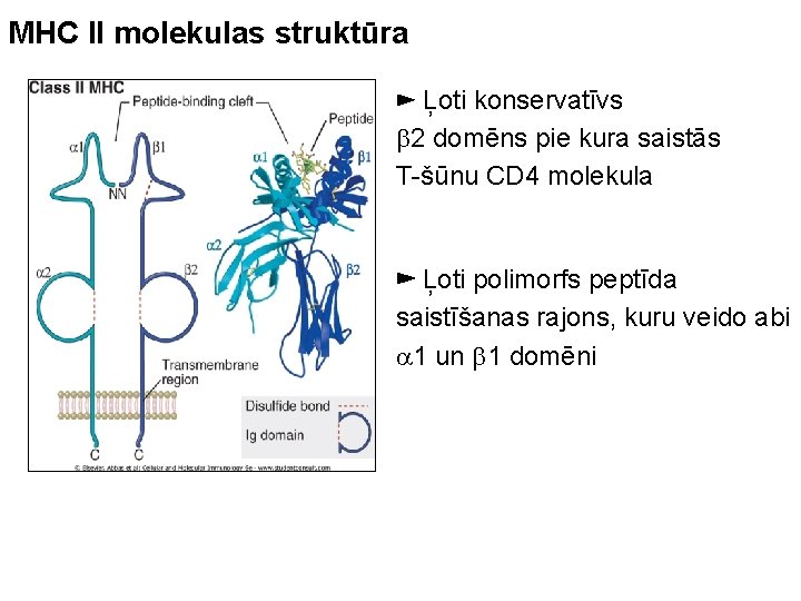 MHC II molekulas struktūra ► Ļoti konservatīvs b 2 domēns pie kura saistās T-šūnu