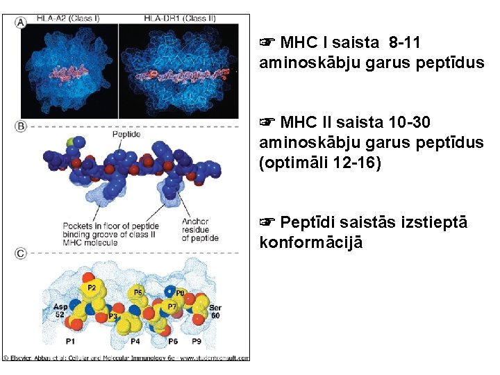 ☞ MHC I saista 8 -11 aminoskābju garus peptīdus ☞ MHC II saista 10