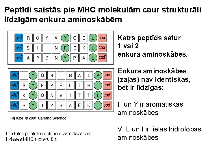 Peptīdi saistās pie MHC molekulām caur strukturāli līdzīgām enkura aminoskābēm Katrs peptīds satur 1