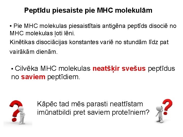Peptīdu piesaiste pie MHC molekulām • Pie MHC molekulas piesaistītais antigēna peptīds disociē no
