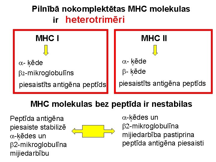 Pilnībā nokomplektētas MHC molekulas ir heterotrimēri MHC I a- ķēde b 2 -mikroglobulīns piesaistīts