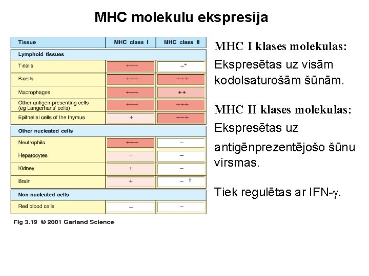 MHC molekulu ekspresija MHC I klases molekulas: Ekspresētas uz visām kodolsaturošām šūnām. MHC II