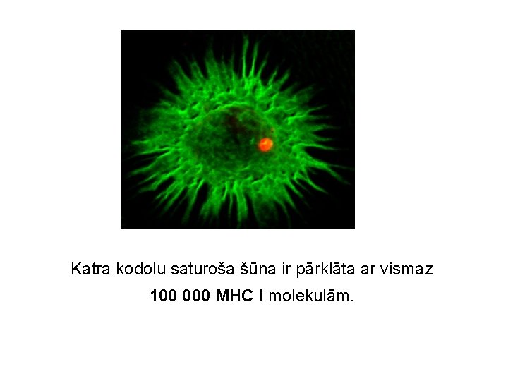Katra kodolu saturoša šūna ir pārklāta ar vismaz 100 000 MHC I molekulām. 