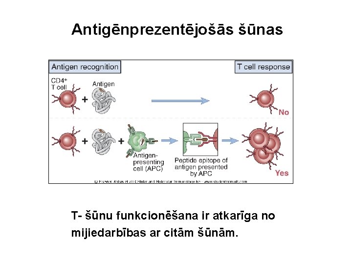 Antigēnprezentējošās šūnas T- šūnu funkcionēšana ir atkarīga no mijiedarbības ar citām šūnām. 