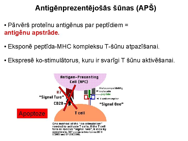 Antigēnprezentējošās šūnas (APŠ) • Pārvērš proteīnu antigēnus par peptīdiem = antigēnu apstrāde. • Eksponē