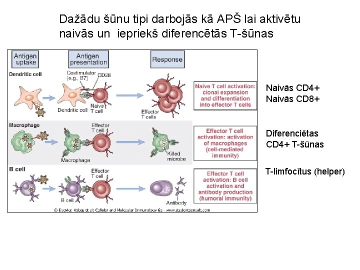 Dažādu šūnu tipi darbojās kā APŠ lai aktivētu naivās un iepriekš diferencētās T-šūnas Naivās