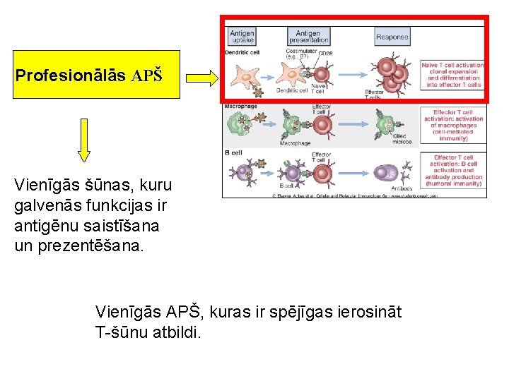 Profesionālās APŠ Vienīgās šūnas, kuru galvenās funkcijas ir antigēnu saistīšana un prezentēšana. Vienīgās APŠ,