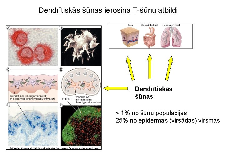 Dendrītiskās šūnas ierosina T-šūnu atbildi Dendrītiskās šūnas < 1% no šūnu populācijas 25% no