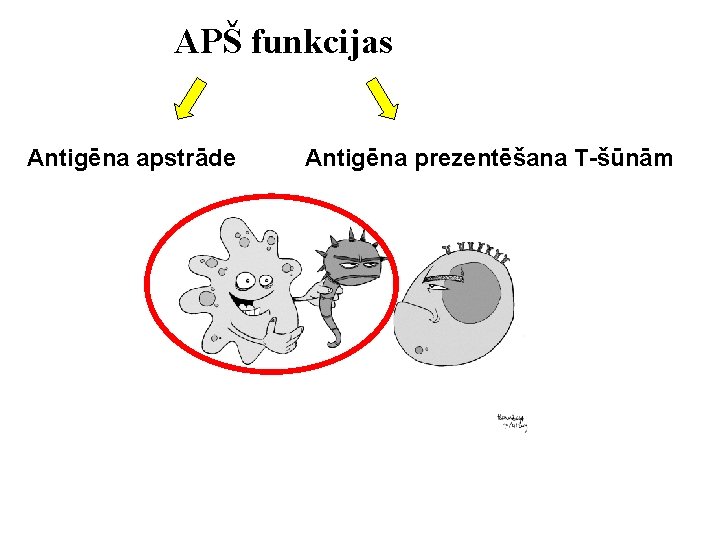 APŠ funkcijas Antigēna apstrāde Antigēna prezentēšana T-šūnām 