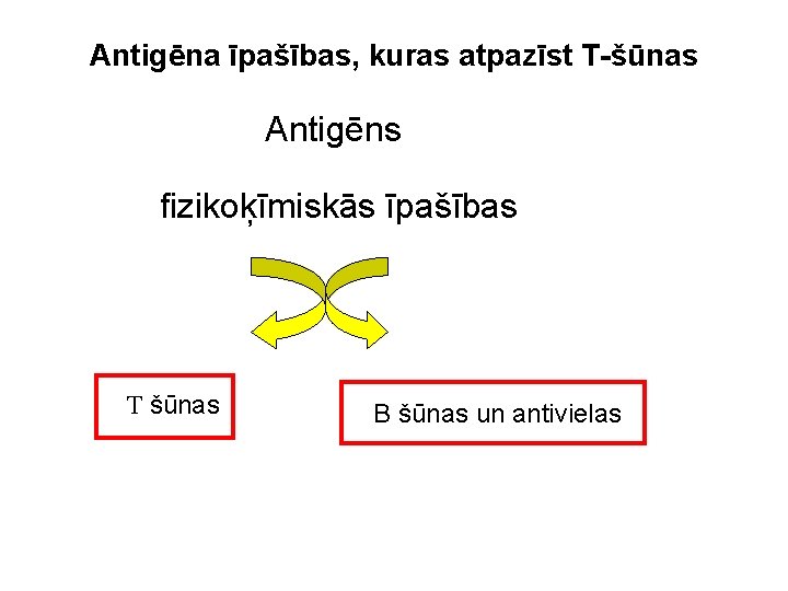 Antigēna īpašības, kuras atpazīst T-šūnas Antigēns fizikoķīmiskās īpašības T šūnas B šūnas un antivielas