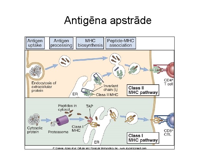 Antigēna apstrāde 