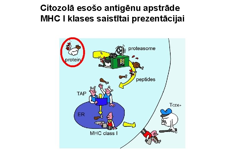 Citozolā esošo antigēnu apstrāde MHC I klases saistītai prezentācijai 