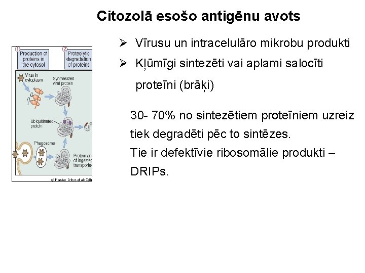 Citozolā esošo antigēnu avots Ø Vīrusu un intracelulāro mikrobu produkti Ø Kļūmīgi sintezēti vai