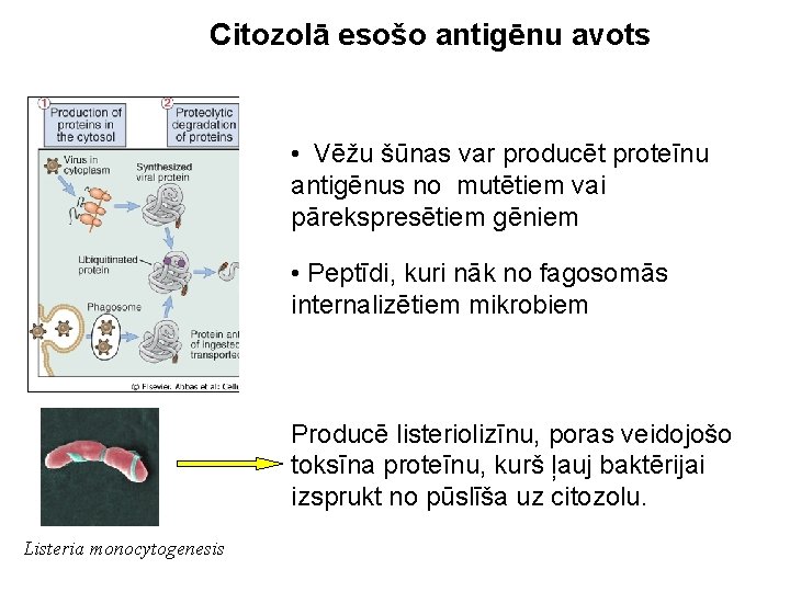Citozolā esošo antigēnu avots • Vēžu šūnas var producēt proteīnu antigēnus no mutētiem vai