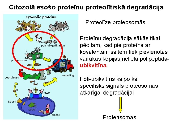 Citozolā esošo proteīnu proteolītiskā degradācija cytosolic proteins Proteolīze proteosomās Proteīnu degradācija sākās tikai pēc