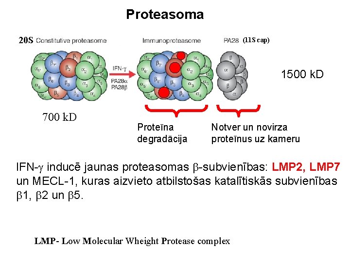 Proteasoma 20 S (11 S cap) 1500 k. D 700 k. D Proteīna degradācija