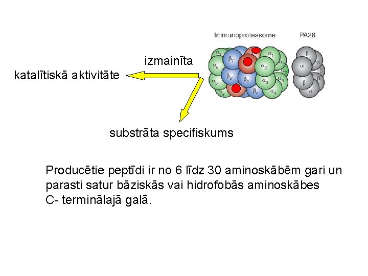 izmainīta katalītiskā aktivitāte substrāta specifiskums Producētie peptīdi ir no 6 līdz 30 aminoskābēm gari